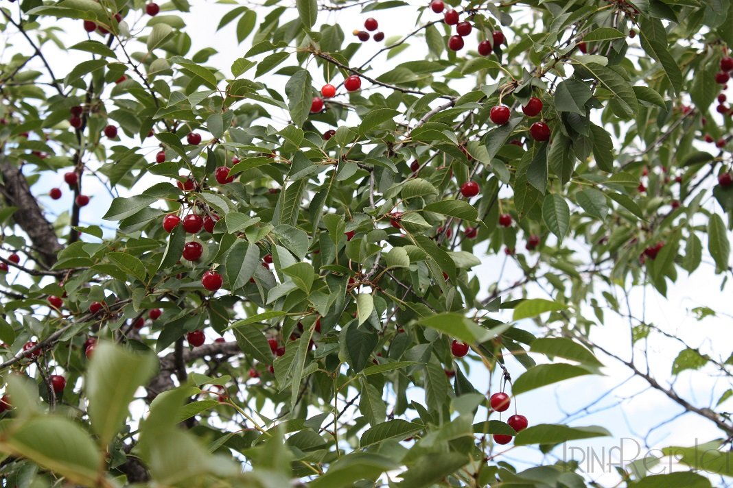 VISINE, PENTRU SILUETA SI FRUMUSETE